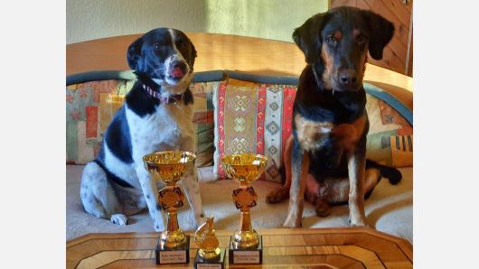 Laimėjimai tarptautinėse šunų sporto varžybose