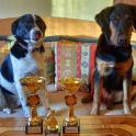 Laimėjimai tarptautinėse šunų sporto varžybose